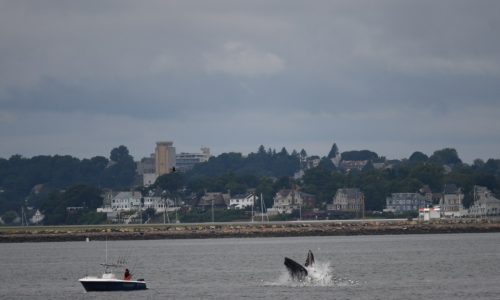 Boston Harbor whale could cause ferry service delays, MBTA warns