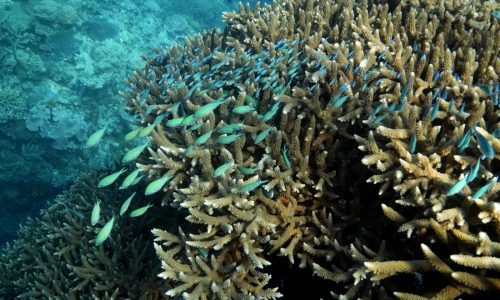 Great Barrier Reef waters were hottest in 400 years over the past decade, study finds