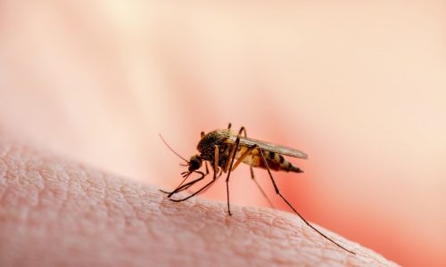 Massachusetts reports first West Nile virus human case, first EEE animal case this year