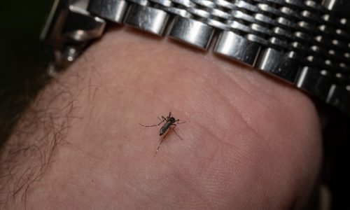 State plans to conduct wide mosquito spraying in Plymouth, Worcester counties amid EEE outbreak risk