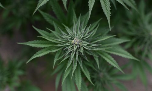 Cannabis commission hears of hurdles standing in the way of outdoor weed crops