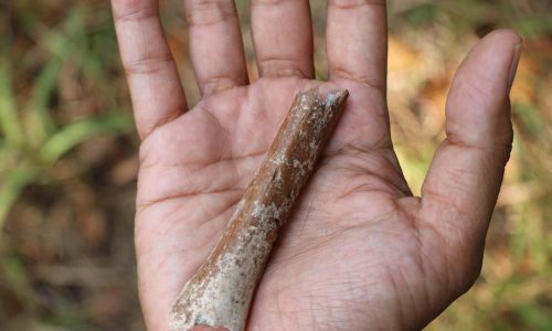 Fossils suggest even smaller ‘hobbits’ roamed an Indonesian island 700,000 years ago