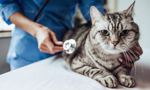 What is the difference between pet insurance and wellness plans?