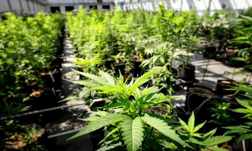 Pre-approval underway for Minnesota’s cannabis lottery