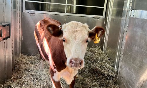 Boston’s loose steer, not a bull, taken into custody in Roslindale, seeks forever home