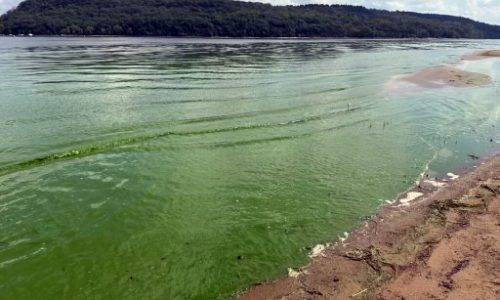 Potentially toxic algae bloom prompts warnings at Afton park