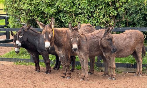 A first-time visit to Ireland inspired by family roots and a love for donkeys