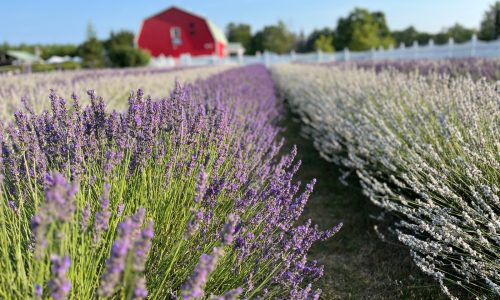 Lavender and cherry harvest a delicious time in Wisconsin’s Door County