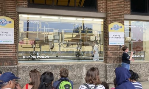 Hundreds of dairy cattle have their 12 days of fame at the Minnesota State Fair milking parlor