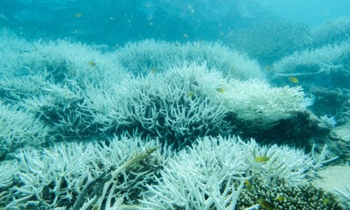Heat raises fears of ‘demise’ for Great Barrier Reef within a generation
