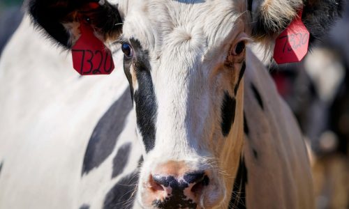 The CDC’s test for bird flu works, but it has issues