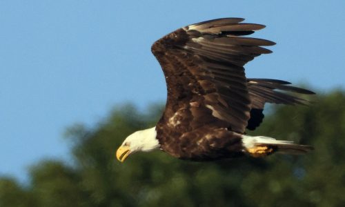 Senate swoops in, centuries late, to name bald eagle national bird