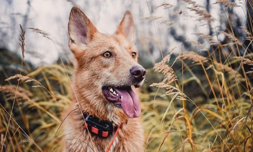 12 best bark collars for your four-legged friend