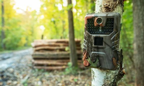 The top 7 cellular trail cameras for amazing images