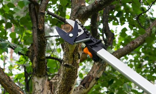 Best tree pruners