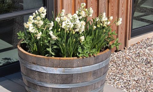 Best whiskey barrel planter