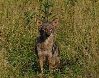 Person jogging in Massachusetts bitten by a possible coyote: ‘Be aware… report any sightings’