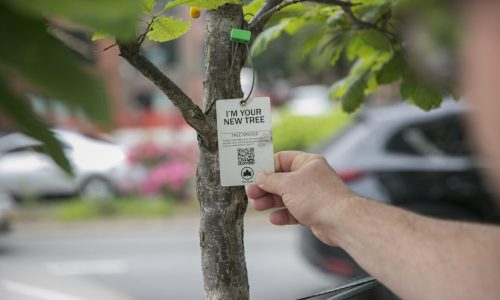 Planting Certain Trees Can Make NYC’s Polluted Air Worse, New Study Finds