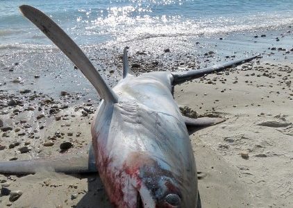 Shark washes up dead on Massachusetts beach; white shark spotted 5 yards off Cape Cod shore