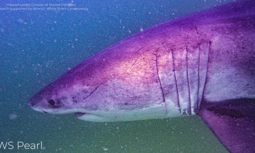 Blue sharks scavenge dead basking shark off Cape Cod, beaches shut down to swimming after great white sightings