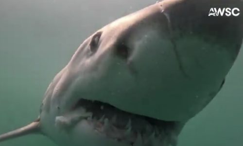 Bull sharks on their way to the Massachusetts coast? ‘It won’t be long before we see them’