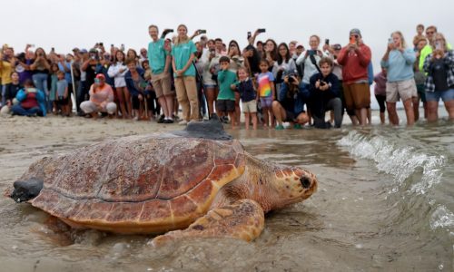 Gallery:  Turtles released after getting well at New England Aquarium Hospital.