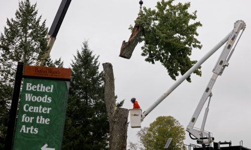 Fabled ‘Message Tree’ at Woodstock concert site reluctantly cut down