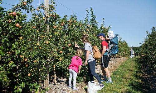 Make great core memories during apple harvest in Massachusetts