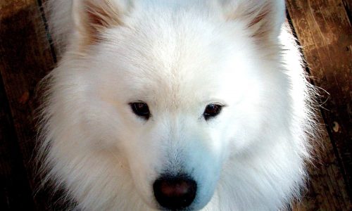 What’s the next step for Samoyed’s cataracts?