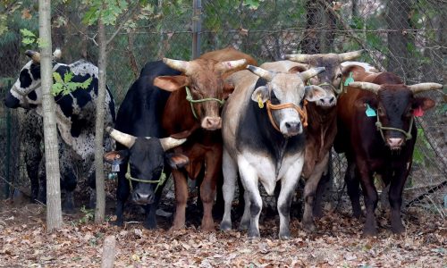 Traveling rodeo company found not at fault for bull escape in Massachusetts