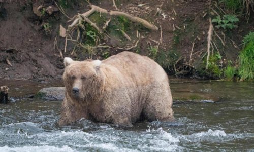 The chunkiest of chunks face off in Alaska’s Fat Bear Week