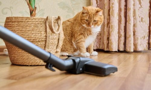 Tech review: Three vacuums to keep your floors clean