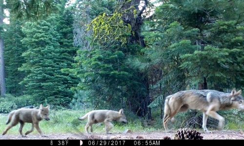 The Biden administration is taking steps to eliminate protections for gray wolves