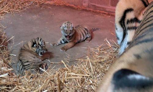 Como Park Zoo welcomes two endangered tiger cubs