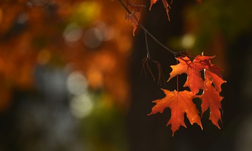 Looking for fall colors? A wet, warm September could mean a strong peak for deep red and orange leaves