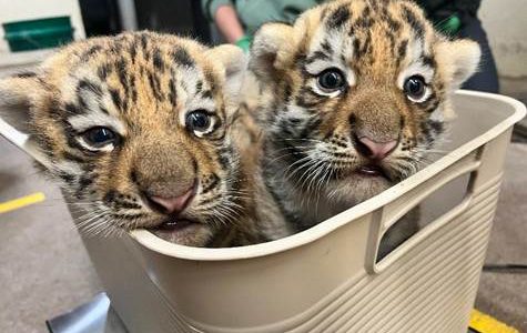 New tiger cubs, sea lions to make first public appearance at Minnesota Zoo