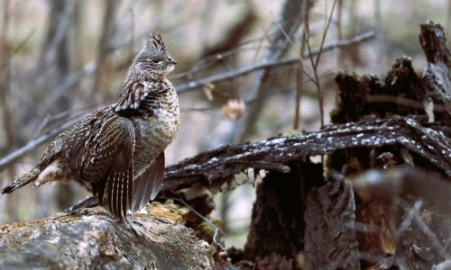 Heavy June rains put a damper on ruffed grouse hunting prospects