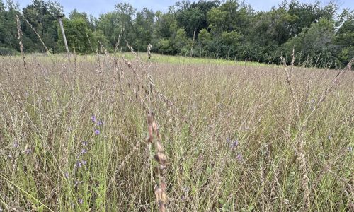 Volunteers needed to harvest native prairie seeds from future Bayport school site