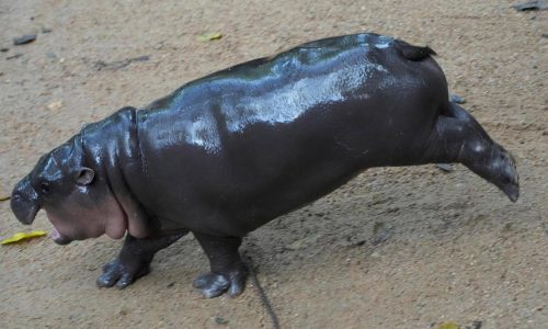 Thailand’s adorable pygmy hippo Moo Deng has the kind of face that launches a thousand memes