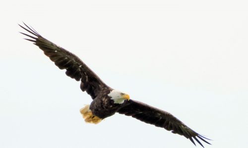 House readies to help bald eagle soar as national bird
