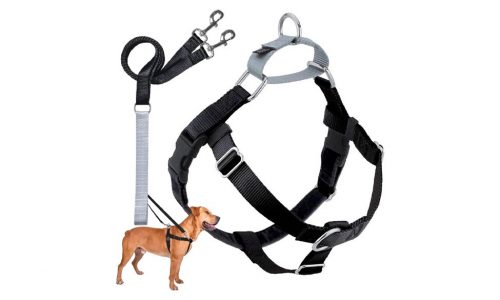 Best dog harnesses for comfort and control