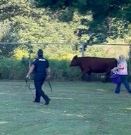 Cow on the lam in Massachusetts, woman on a horse spotted chasing after loose animal