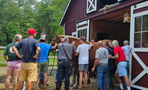 Horse in ‘significant distress’ reportedly saved by Massachusetts firefighters, equine rescue personnel