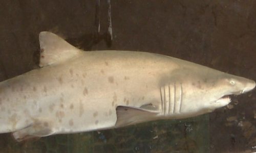 Why are sharks coming to Boston Harbor? Researchers believe it’s a nursery ground: ‘A really cool success story’