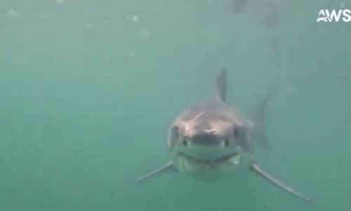 Cape Cod sharks spotted 50 feet from shore: ‘White shark activity is just beginning to peak’