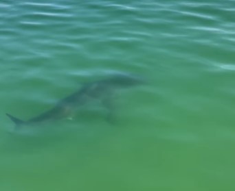 Massachusetts North Shore beach closes to swimming after white shark sighting: ‘He’s moving’