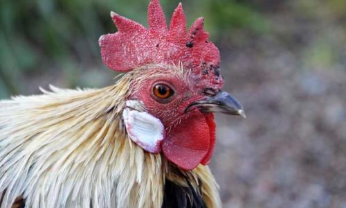 Midwest chicken farmers struggle to feed flocks after sudden closure of processor