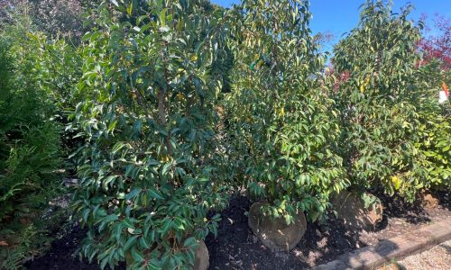 Fall’s a perfect time to plant a tree. Some tips on doing it right