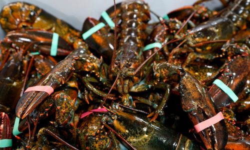 Feds delay stricter lobster rules