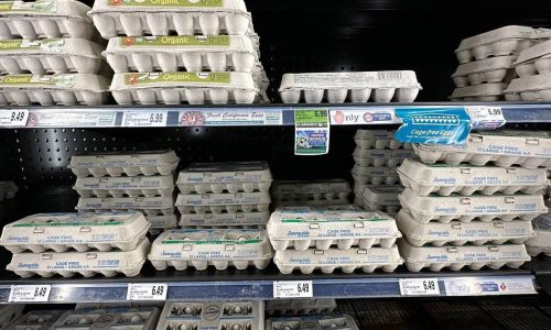 Can I get bird flu from eating eggs? Drinking milk? We asked a disease expert